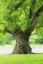 Large oak tree with twisting trunk