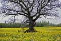 A large oak tree in a yellow rapeseed field Royalty Free Stock Photo