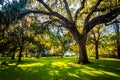 Large oak trees and spanish moss in Forsyth Park, Savannah, Georgia. Royalty Free Stock Photo