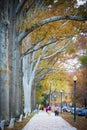 Large Oaks in Fall Colors By Walking Path