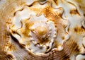 Large ocean shell pattern close up Royalty Free Stock Photo