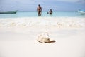 A large ocean shell of pink mother-of-pearl Strombus gigas lies on the white sand on the Caribbean sea on the island of Royalty Free Stock Photo