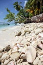 Large ocean shell pink pearl Strombus gigas and the coral lying on a white sand Caribbean beach on Saona island Royalty Free Stock Photo