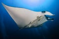 Large Oceanic Manta Ray Manta birostris with background SCUBA diver bubbles in a blue, tropical ocean Andaman sea Royalty Free Stock Photo