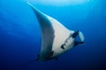 Large Oceanic Manta Ray Manta birostris in a blue tropical ocean at Thailand`s Similan Islands