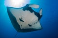 Large Oceanic Manta Ray Manta birostris in a blue tropical ocean at Thailand`s Similan Islands