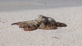 Large octopus on white sand. Royalty Free Stock Photo