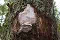 Large, Oddly Shaped White Fungi Growing On Tree