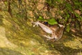 Large Odorous Frog Royalty Free Stock Photo