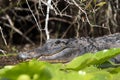 Large Okefenokee Swamp Alligator, Georgia