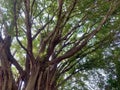 a large and old banyan tree Royalty Free Stock Photo