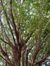 a large and old banyan tree Royalty Free Stock Photo