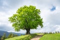 Large old beech tree with lush green leaves Royalty Free Stock Photo