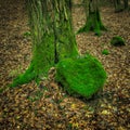 Large old beech tree trunk covered with green moss and heart shaped mossy stone in autumn. Czech Republic Royalty Free Stock Photo