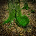 Large old beech tree trunk covered with green moss and heart shaped mossy stone in autumn. Czech Republic Royalty Free Stock Photo