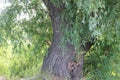 Large and old bole of a willow tree