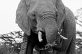 Large, Old Bull African Elephant In Black And White Royalty Free Stock Photo
