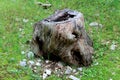 Large old cut down tree stump surrounded with grass Royalty Free Stock Photo