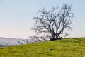 A large old dead oak tree stand on the top of a green hill with the blue sky behind it. Royalty Free Stock Photo