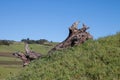 A large old dead oak trunk is lying on green grass on a hillside Royalty Free Stock Photo