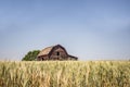 Large old faded wooden barn in a green wheat field Royalty Free Stock Photo