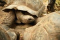 Large old Galapagos tortoise Prison island Tanzania Zanzibar Royalty Free Stock Photo