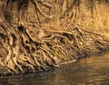 Old Gnarly Tree at River Edge Royalty Free Stock Photo