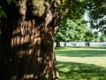 Large old growth tree in Hyde park in summer Royalty Free Stock Photo