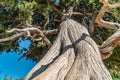 A large and old juniper tree