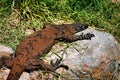 Large old lace monitor or tree goanna (Varanus varius), Australia Royalty Free Stock Photo