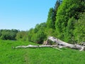 Large old linden tree fell on the river bank Royalty Free Stock Photo