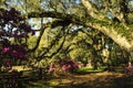 Large old Live Oak Trees dripping with Spanish moss and ferns in spring at an Azalea garden Royalty Free Stock Photo