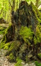 Large old and mossy tree stump in the forest Royalty Free Stock Photo