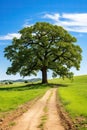 Large old oak tree in grassy field with blue sky in springtime Royalty Free Stock Photo