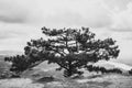 Large old pine, standing alone Royalty Free Stock Photo