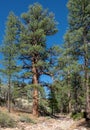 Large Old Ponderosa Pine Royalty Free Stock Photo