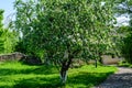 Large old quince tree with white flowers and green leaves in full bloom with blurred background in a garden in a sunny spring day Royalty Free Stock Photo