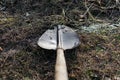 Large old and rusty shovel, licks in the garden on a land plot with dry grass, forgotten garden tools, not well-groomed tools Royalty Free Stock Photo