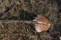 Large old and rusty shovel, licks in the garden on a land plot with dry grass, forgotten garden tools, not well-groomed tools