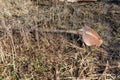 Large old and rusty shovel, licks in the garden on a land plot with dry grass, forgotten garden tools, not well-groomed tools