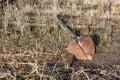 Large old and rusty shovel, licks in the garden on a land plot with dry grass, forgotten garden tools, not well-groomed tools