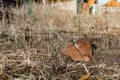 Large old and rusty shovel, licks in the garden on a land plot with dry grass, forgotten garden tools, not well-groomed tools Royalty Free Stock Photo