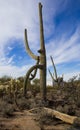 Old saguaro and skeleton desert plants. Life and death in the desert