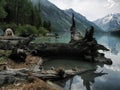 large old snag lies on the banks of a mountain river