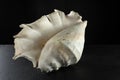 Large spider conch seashell on dark background Royalty Free Stock Photo