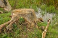 a large old stump from a cut tree Royalty Free Stock Photo