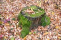 A large old stump in the forest among the fallen leaves. The concept of autumn landscapes. Natural beauty of the environment. Royalty Free Stock Photo