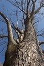 large old tree beneath a bright blue sky Royalty Free Stock Photo