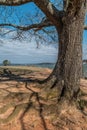 Large tree with exposed roots Royalty Free Stock Photo