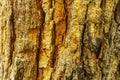Old trunk texture, bark pattern Royalty Free Stock Photo